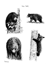 Bilder � fargelegge bjørner