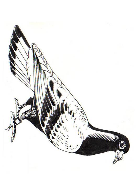 due - brevdue