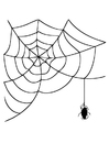 edderkopp med spindelvev