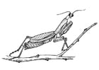 gresshoppe - bedende mantis