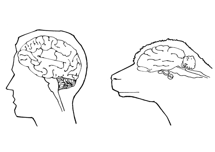 Bilde å fargelegge hjerne fra et menneske og en sau