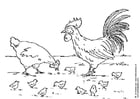 høne, hane og kyllinger