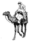 kvinne på kamel