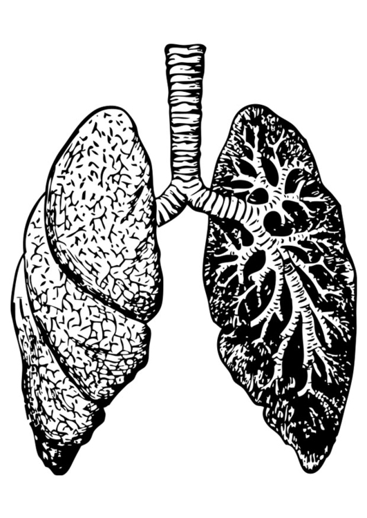 Bilde å fargelegge lunger
