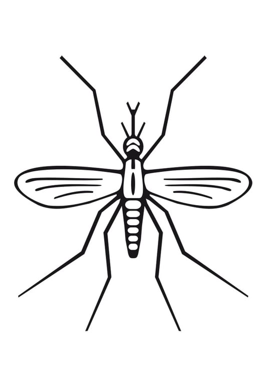 Bilde å fargelegge mygg