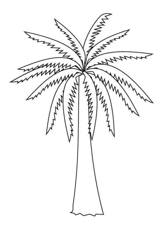 Bilde å fargelegge palme