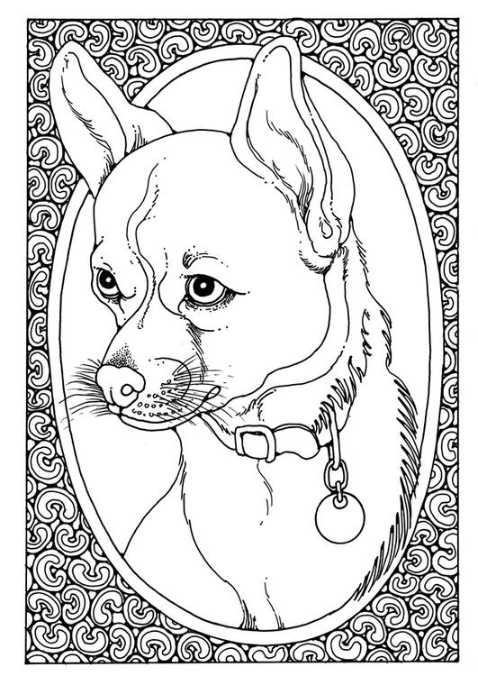 portrett av hund