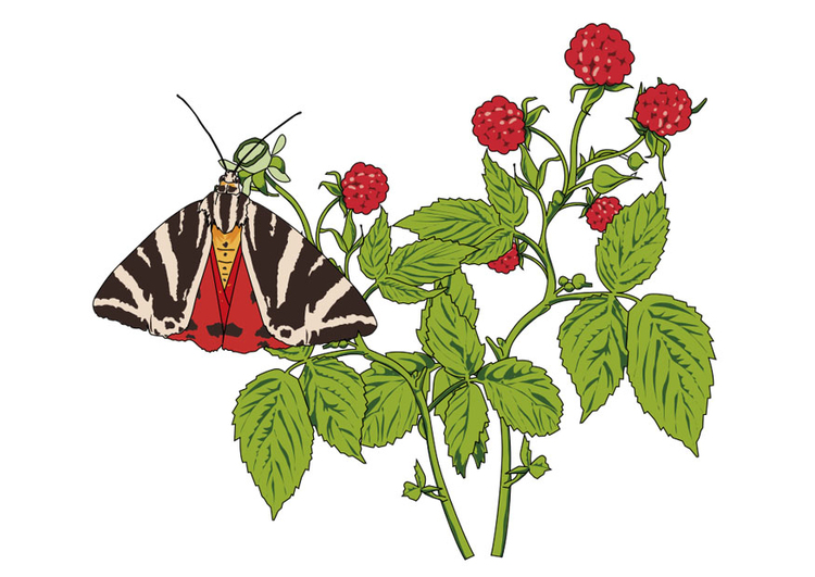 bilde bringebÃ¦r med sommerfugl