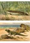 bilder de første dyrene på land