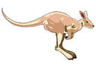 bilder kenguru