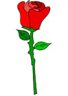 rød rose