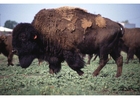 Fotografier amerikansk bison