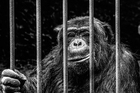 Fotografier ape i bur