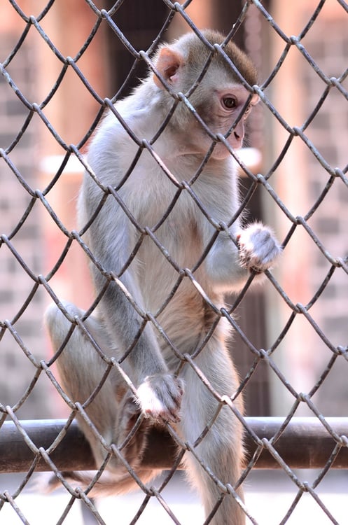 Foto ape i fangenskap