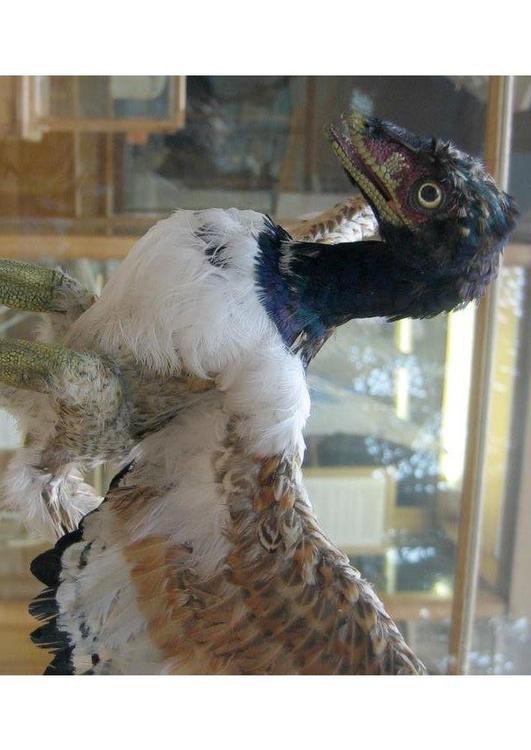 Archaeopteryx - verdens fÃ¸rste kjente fugl 