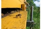Fotografier bie ved bikuben
