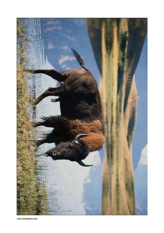 bisonokse