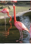 Fotografier flamingo