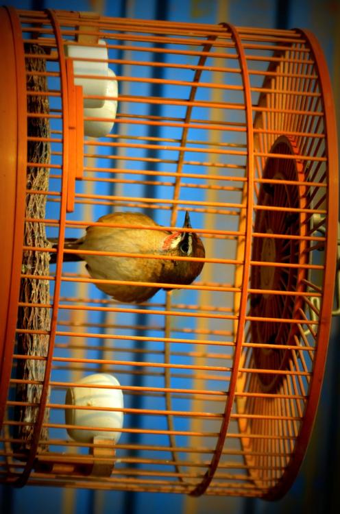 fugl i bur - fangenskap