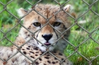 Fotografier gepard i bur