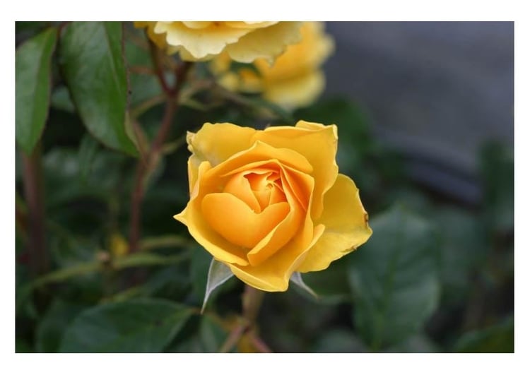 Foto gul rose