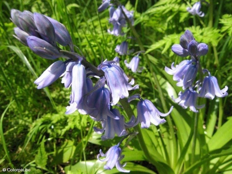 Foto hyacinth 1