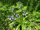 Fotografier hyacinth 3