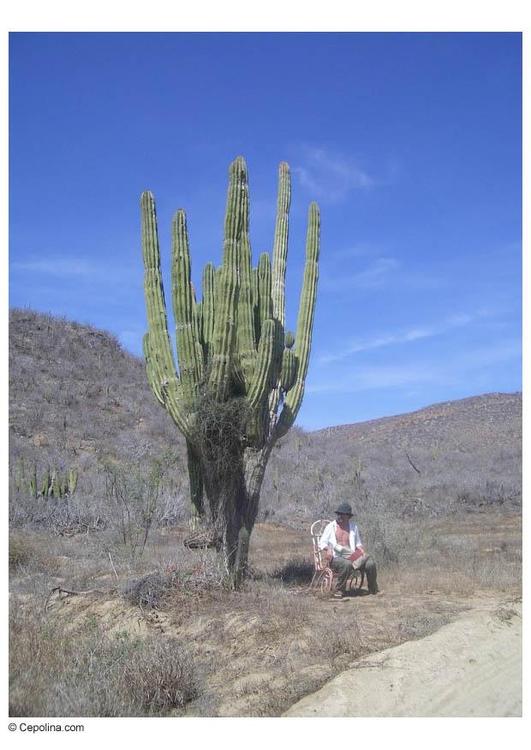 kaktus i Ã¸rken