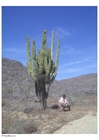 Fotografier kaktus i ørken