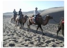 Fotografier ørkenferd med kameler