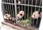 Fotografier pandaer