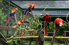 Fotografier papegøyer i bur