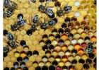 Fotografier pollen i bikuben