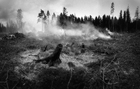 Fotografier skogbrann