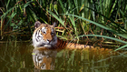 Fotografier tiger i vann