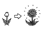 å blomstre