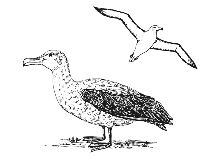 Bilde å fargelegge albatross