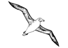 Fargeleggingsbilde albatross