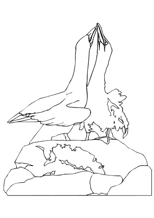Bilde å fargelegge albatrosser i parringsdans