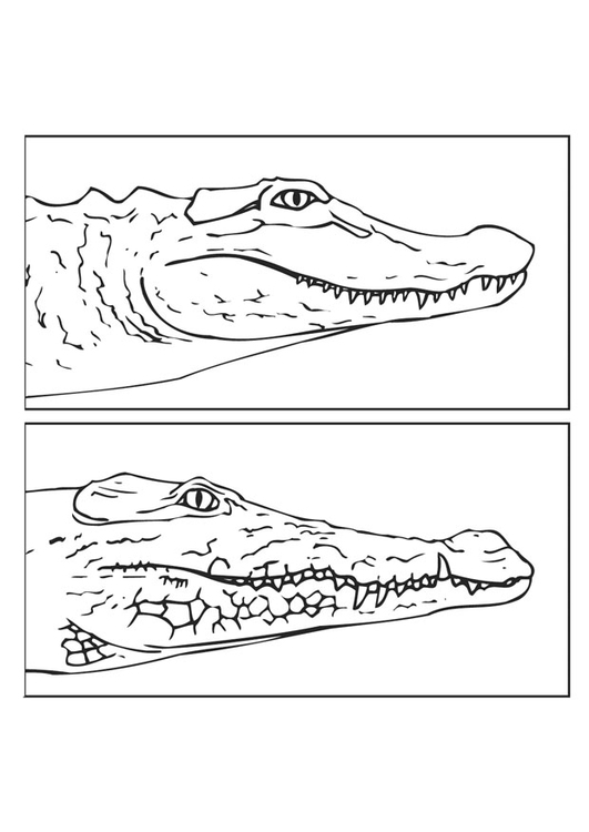Bilde å fargelegge alligator og krokodille