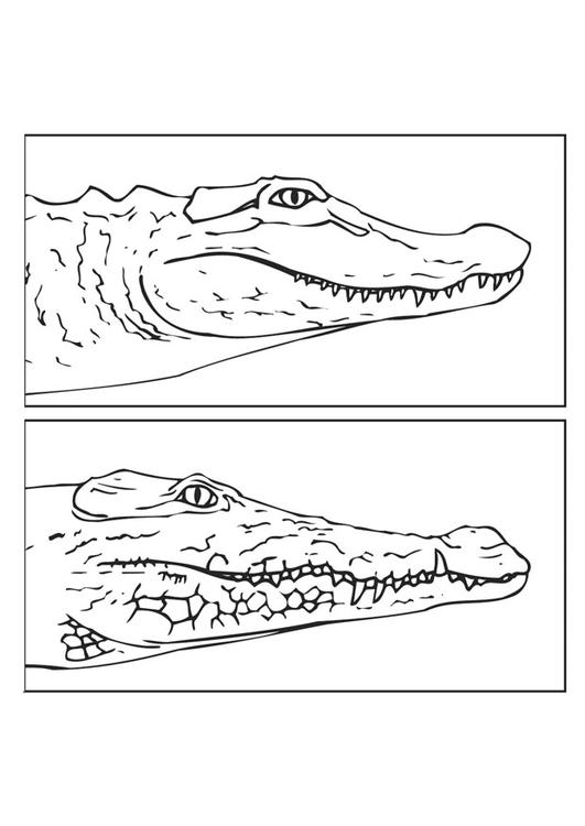 alligator og krokodille