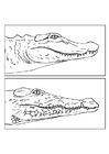 Bilde å fargelegge alligator og krokodille