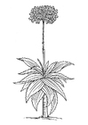 Bilde å fargelegge aloe vera