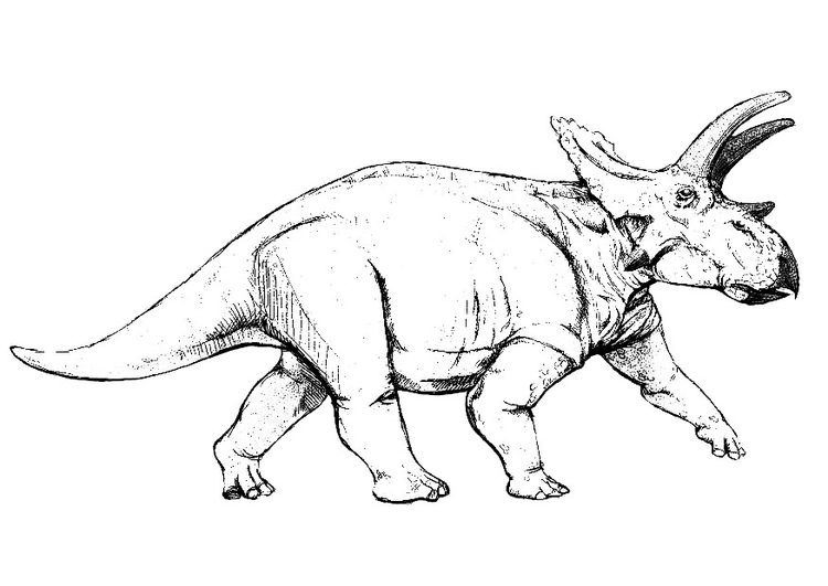 Bilde å fargelegge anchiceratops - dinosaur