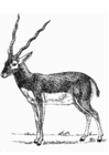 Fargeleggingsbilde antilope