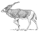 Fargeleggingsbilde antilope
