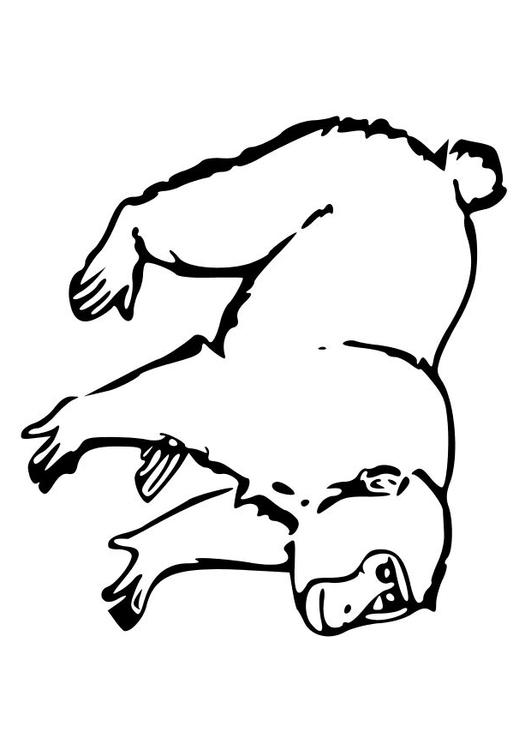 apekatt