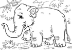 asiatisk elefant