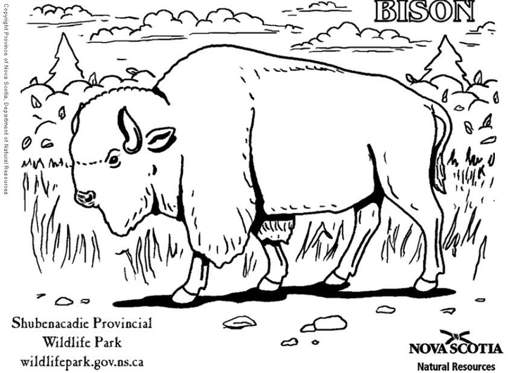 Bilde å fargelegge bison
