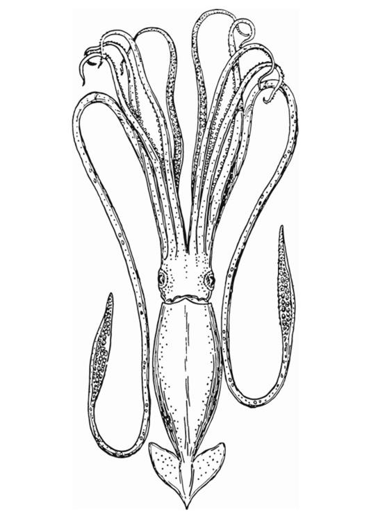 blekksprut